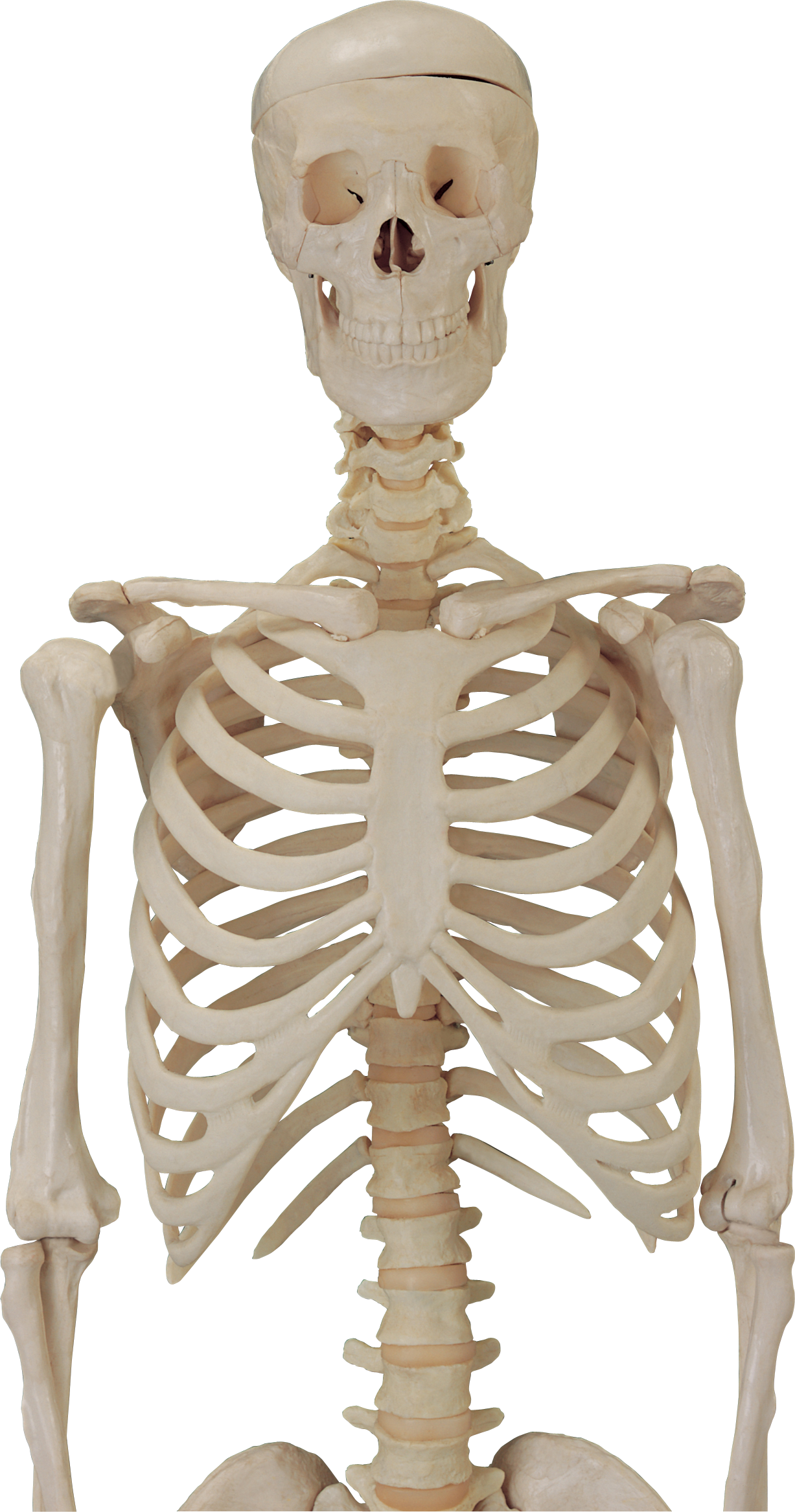 Body Skeleton PNG Images HD