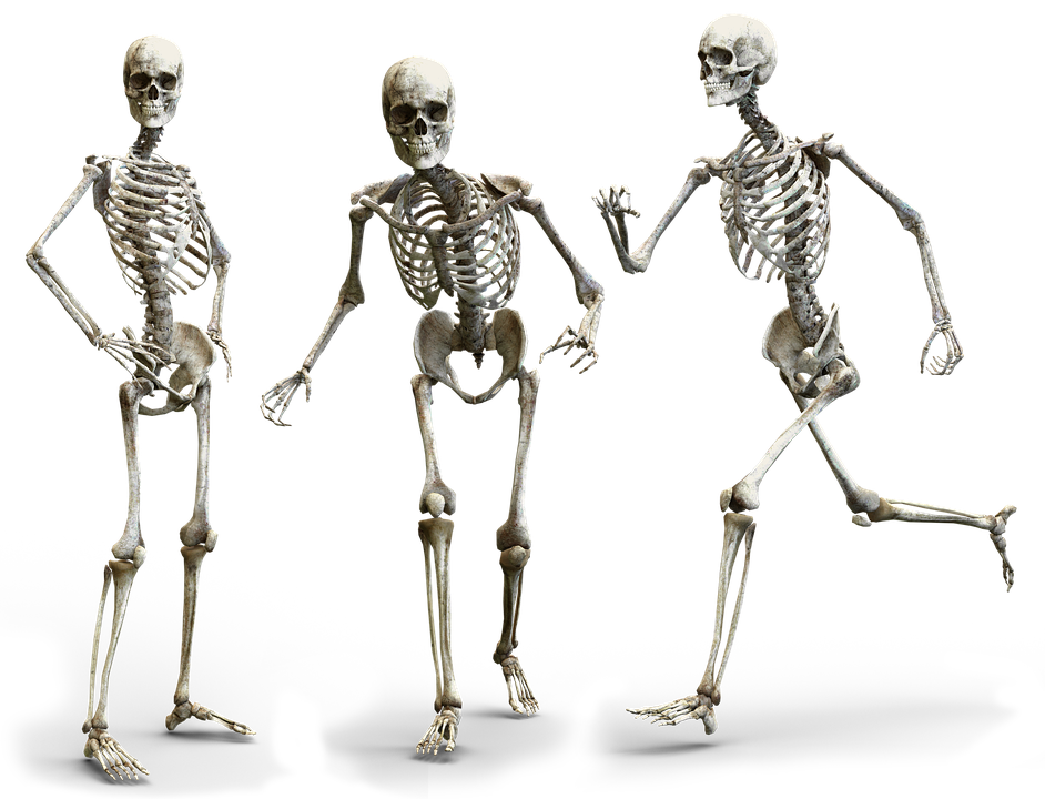 Body Skeleton PNG Photo Image