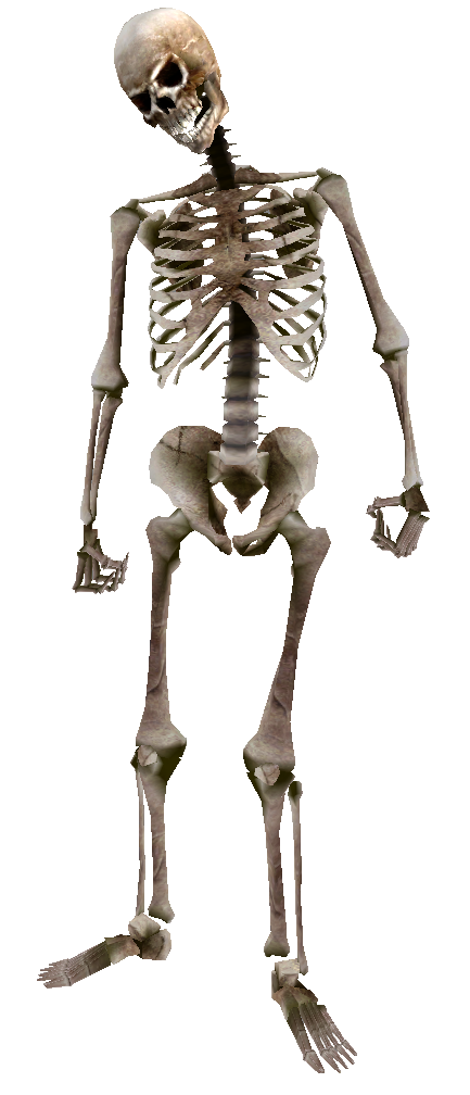 Body Skeleton PNG Photos