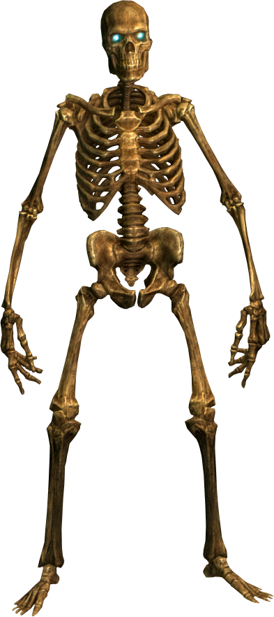 Body Skeleton Transparent Background
