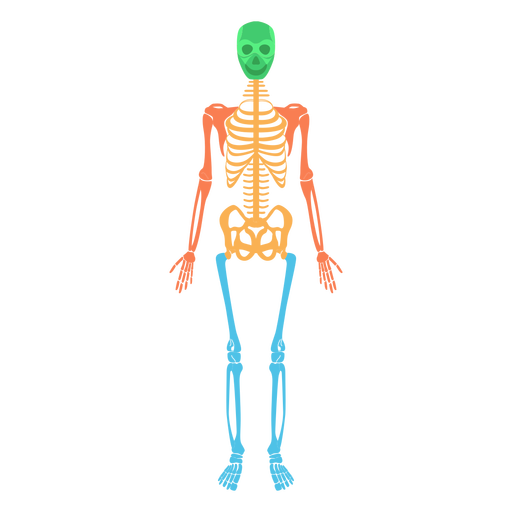 Body Skeleton Transparent File