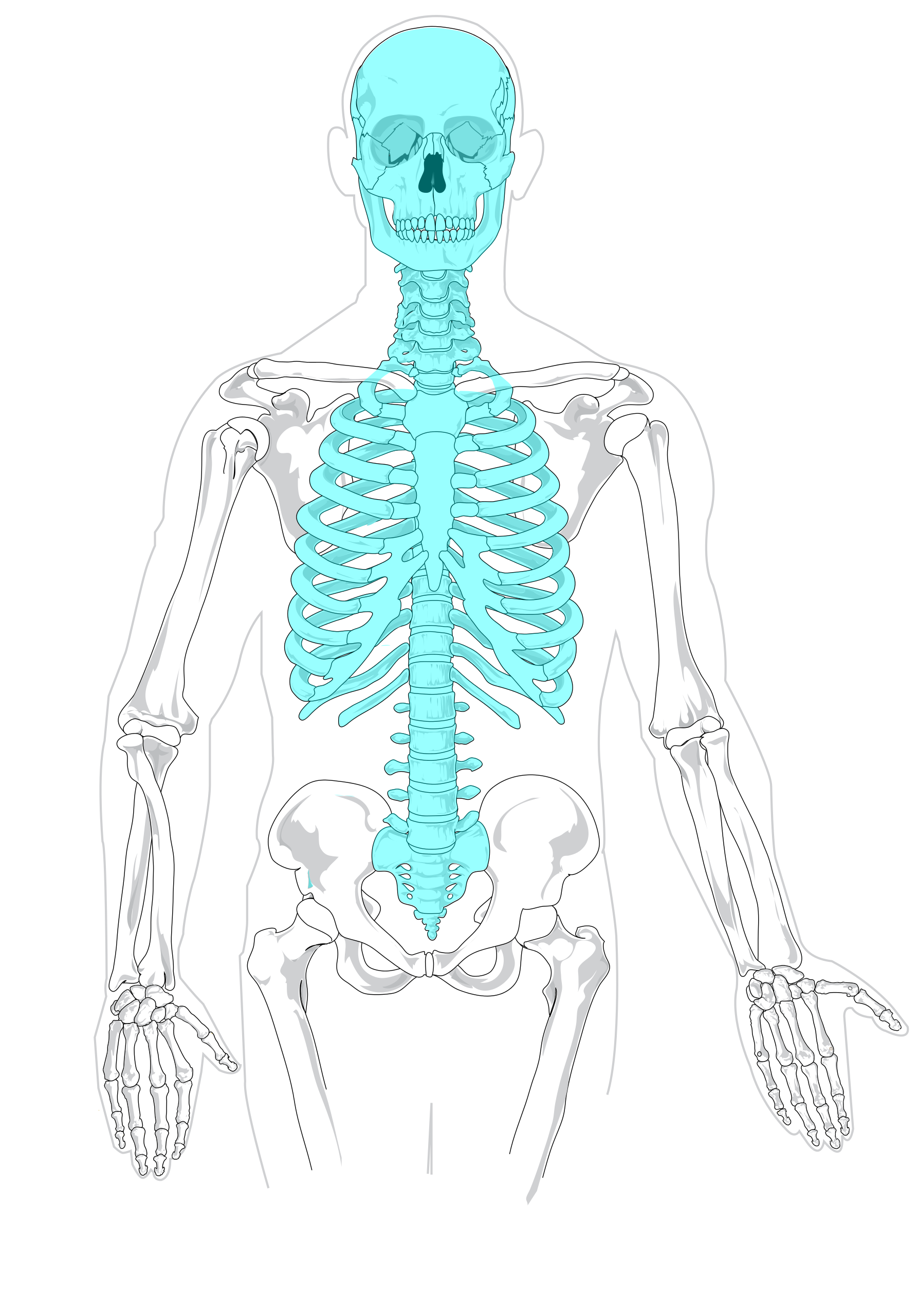 Body Skeleton Transparent Free PNG