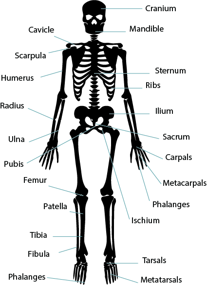 Body Skeleton Transparent Image