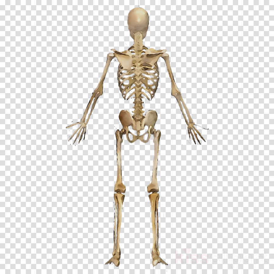 Body Skeleton Transparent Images