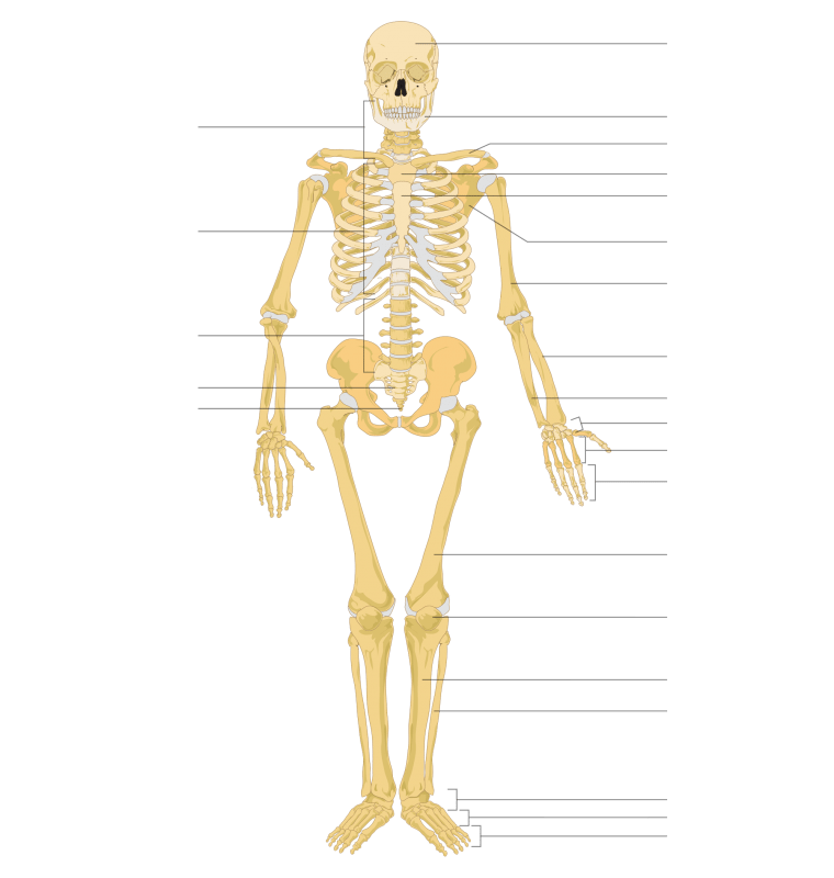 Body Skeleton Transparent PNG