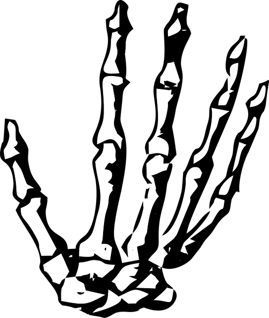 Bone Drawing PNG Clipart Background