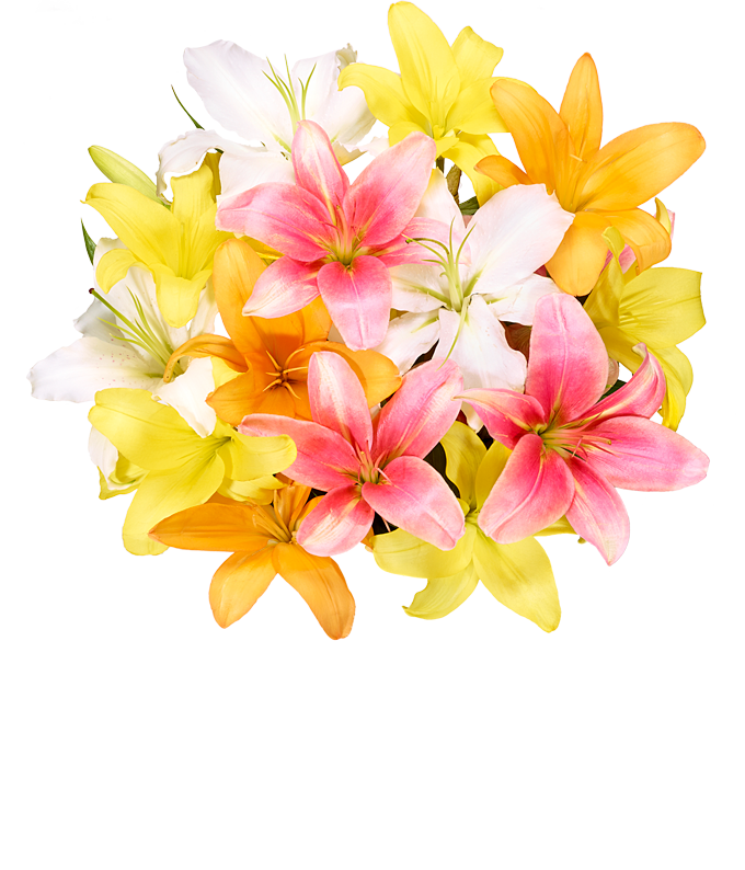 Bouquet Of Lilies PNG Clipart Background