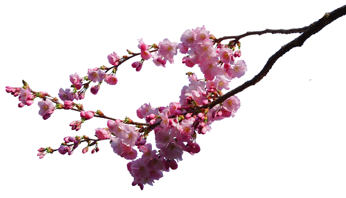Branch And Flowers Background PNG Image