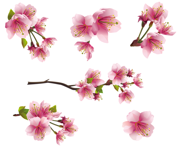 Branch And Flowers PNG Photos