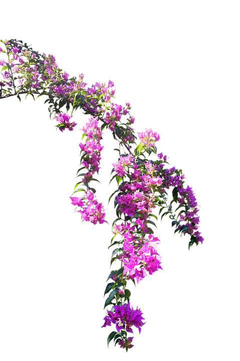 Branch And Flowers Transparent Background