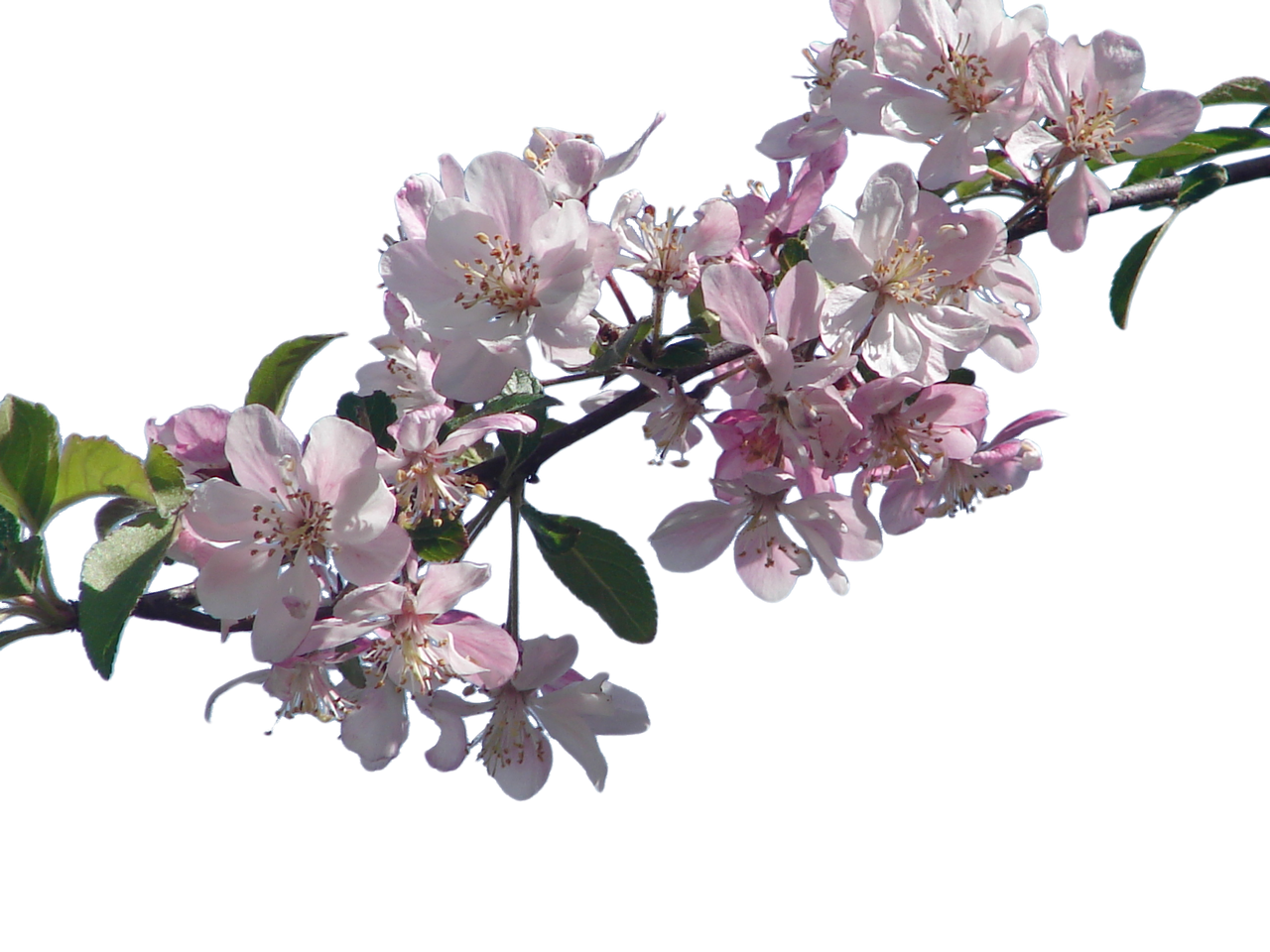Branch And Flowers Transparent File