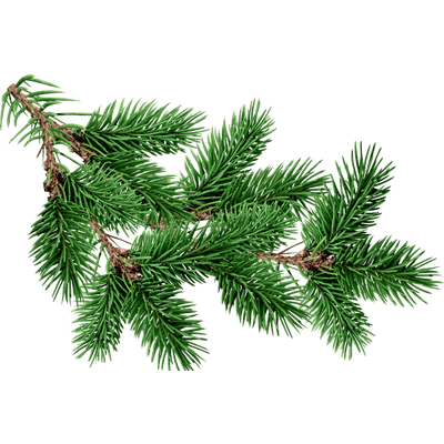 Branch Fir Tree Background PNG Image