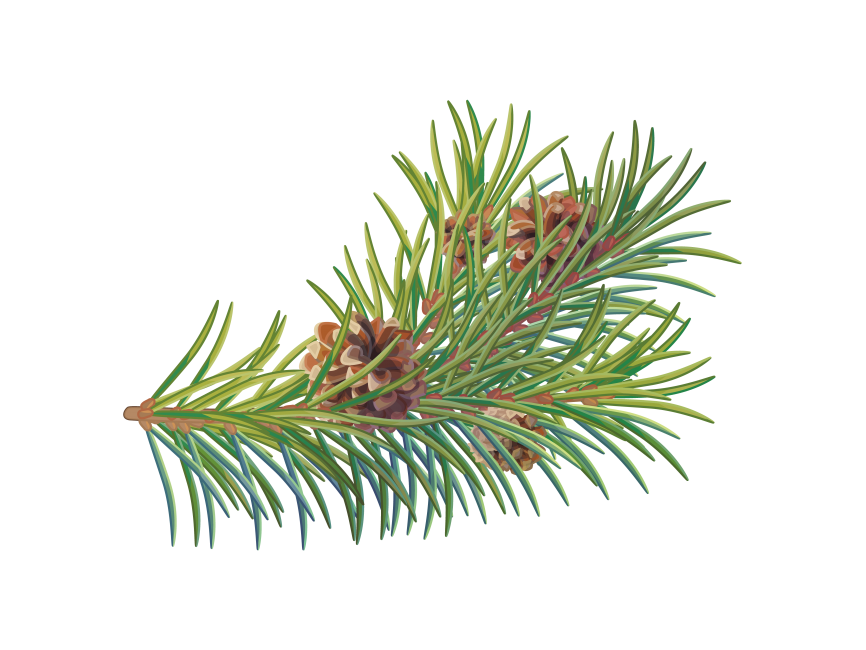 Branch Fir Tree Background PNG