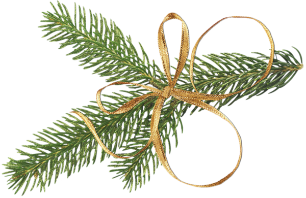 Branch Fir Tree Download Free PNG