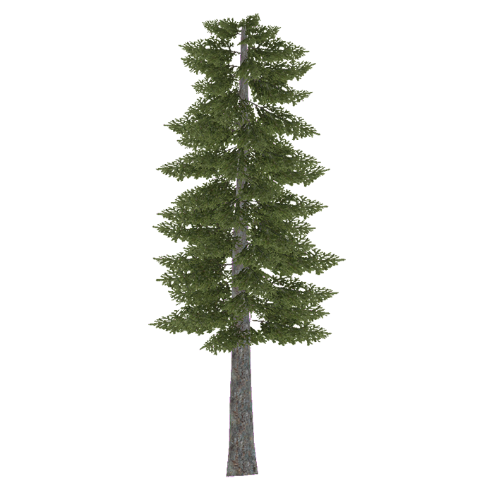 Branch Fir Tree PNG Background