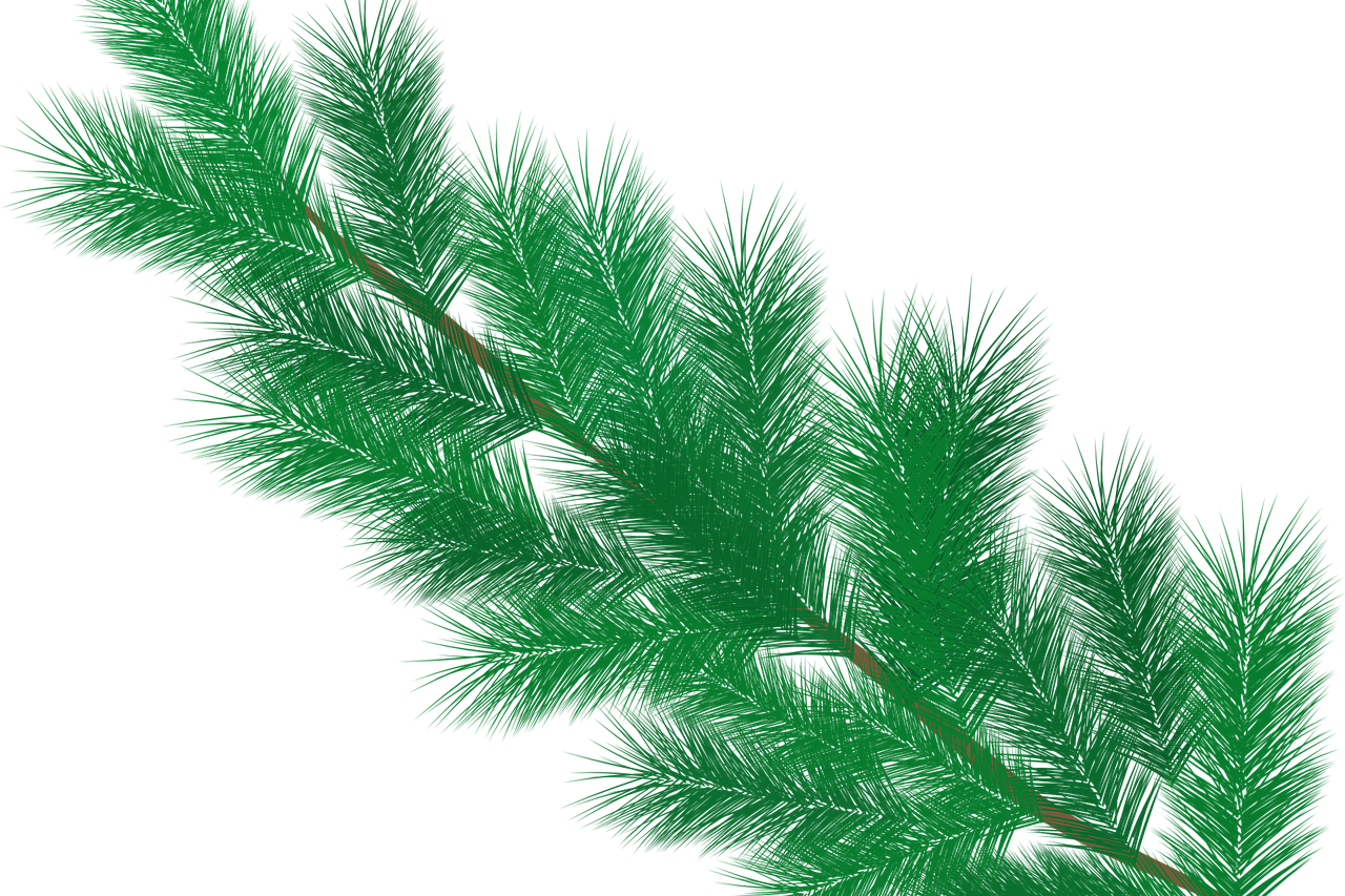 Branch Fir Tree PNG Clipart Background