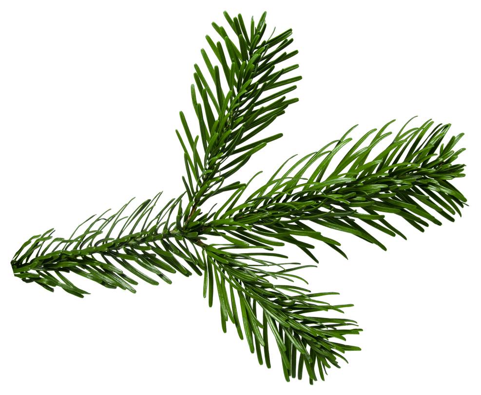Branch Fir Tree PNG Free File Download