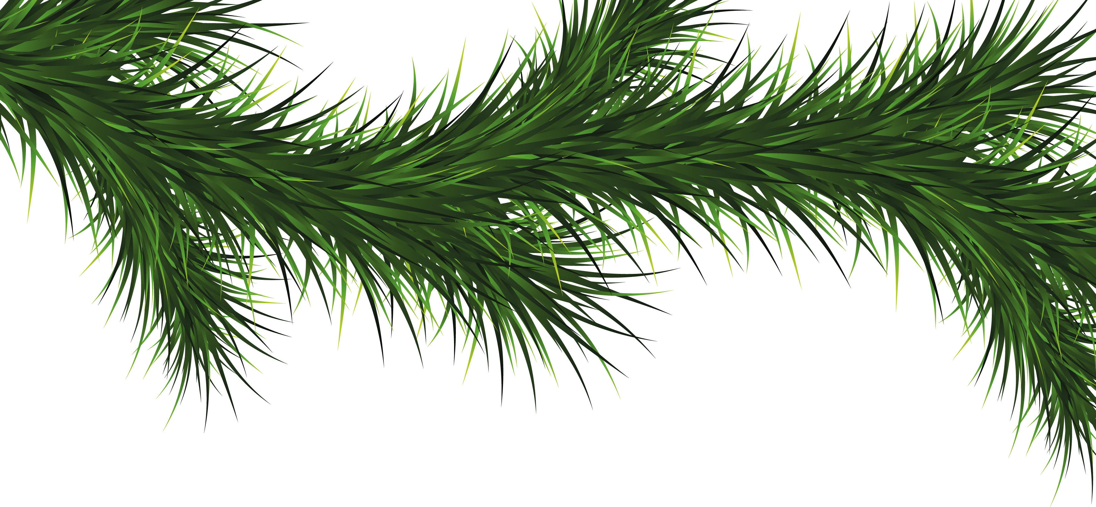 Branch Fir Tree PNG Images HD