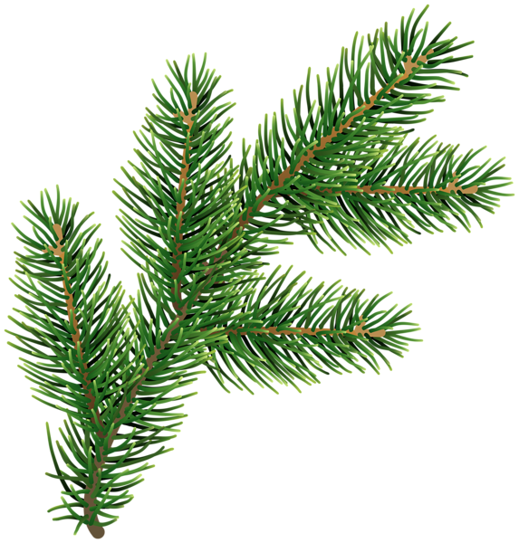 Branch Fir Tree PNG Photo Image