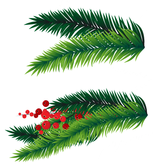 Branch Fir Tree PNG Pic Background