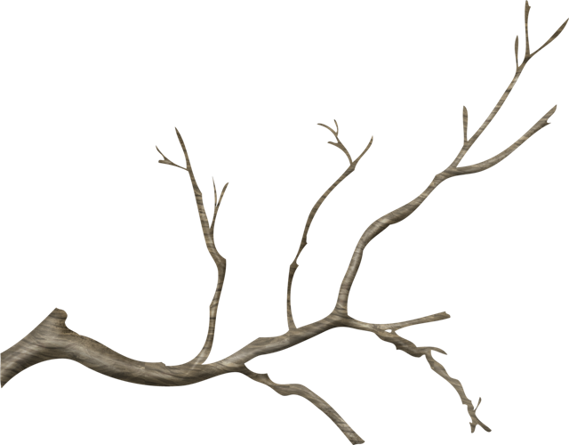 Branches Background PNG Image