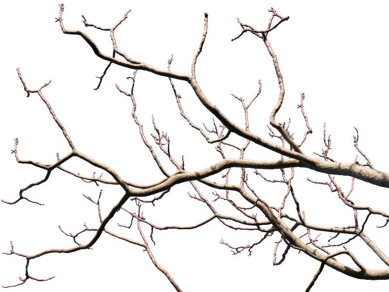 Branches Transparent File