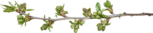 Branches Transparent PNG