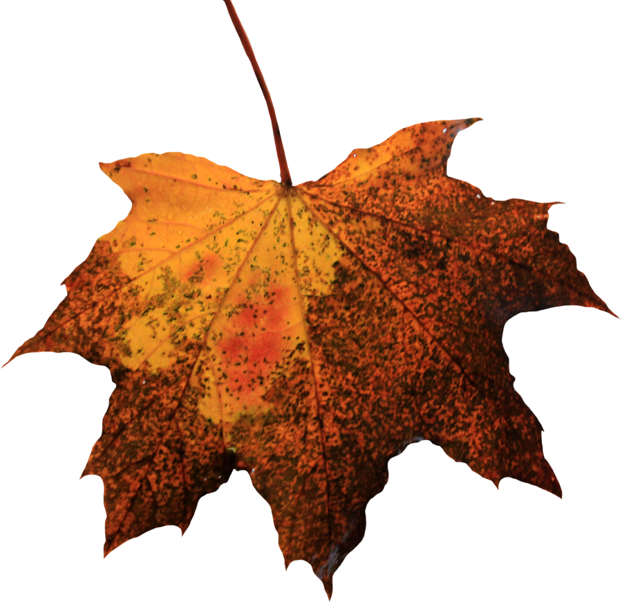 Brown Maple Leaf Background PNG