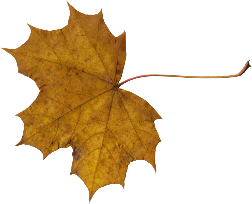 Brown Maple Leaf Download Free PNG