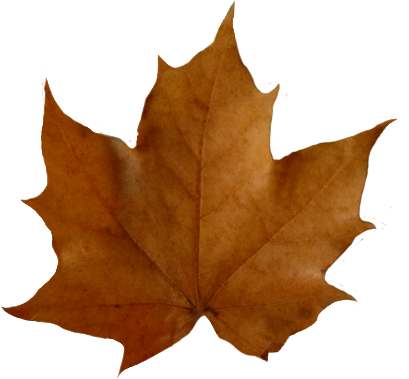 Brown Maple Leaf Free PNG