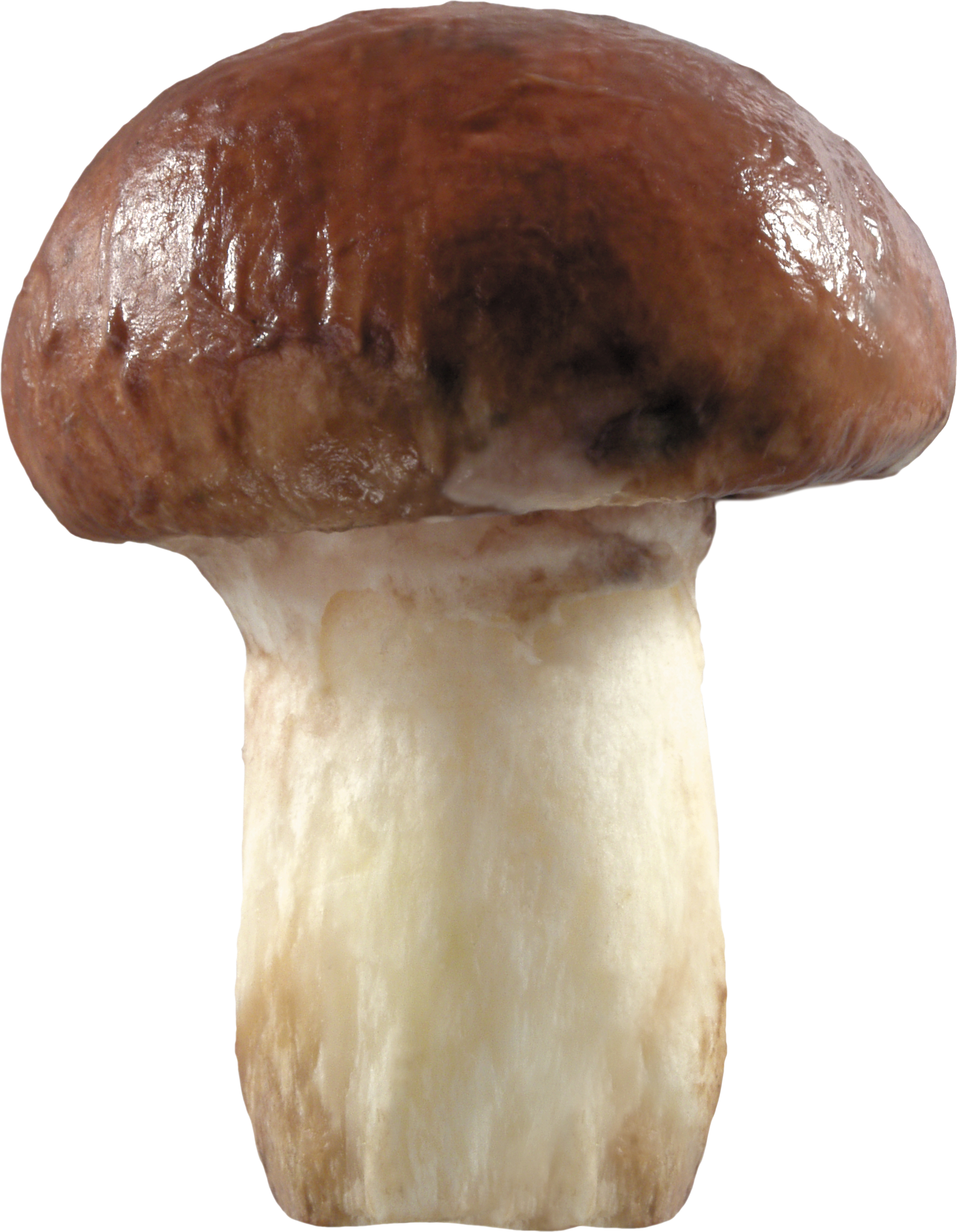 Brown Mushrooms Transparent Background
