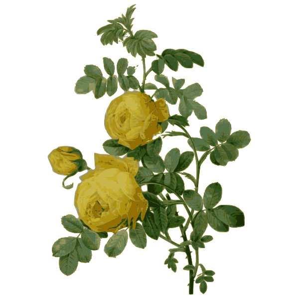 Bunch Of Yellow Roses Free PNG