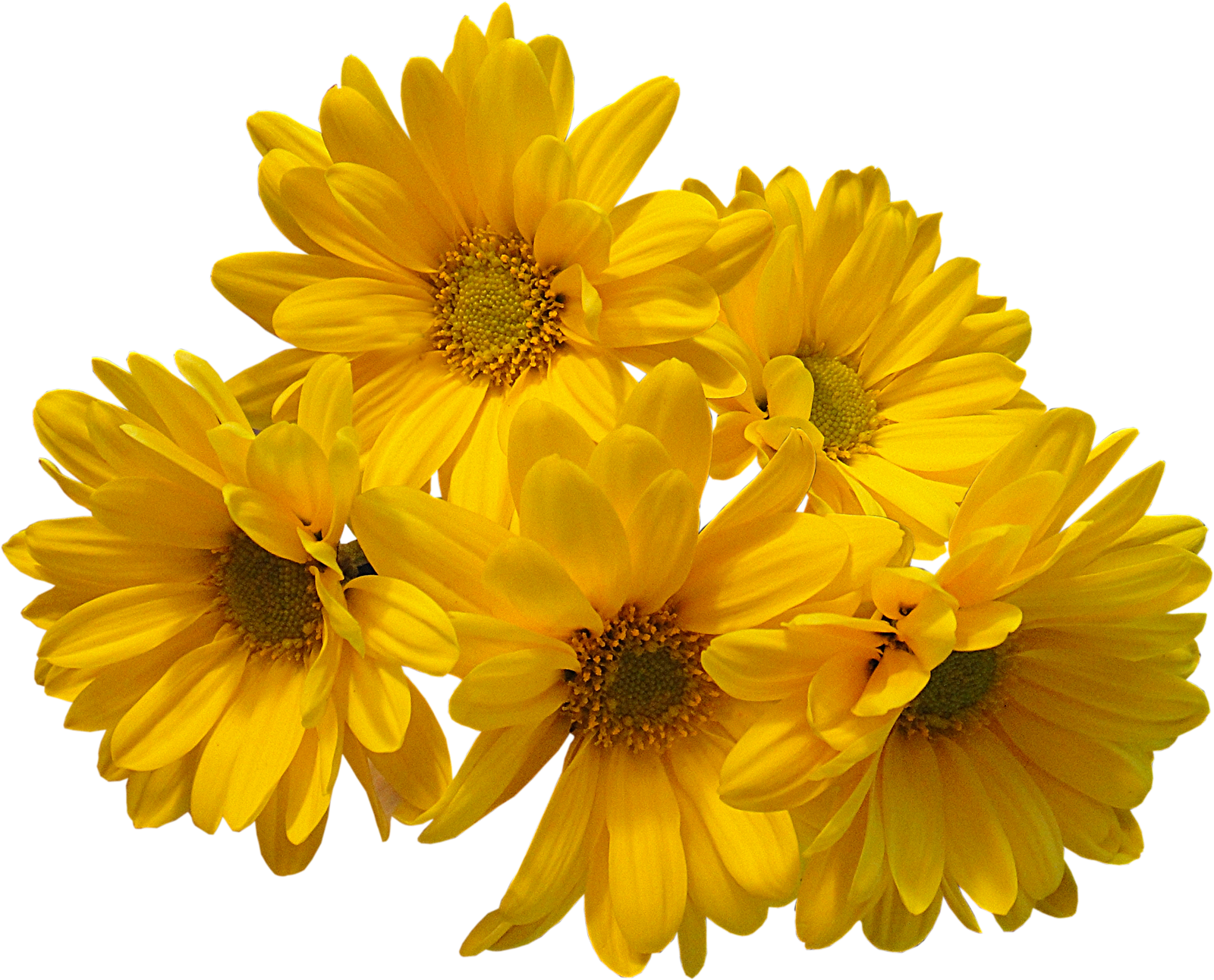 Bunch Of Yellow Roses PNG HD Quality