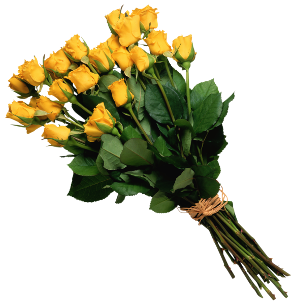 Bunch Of Yellow Roses PNG Images HD