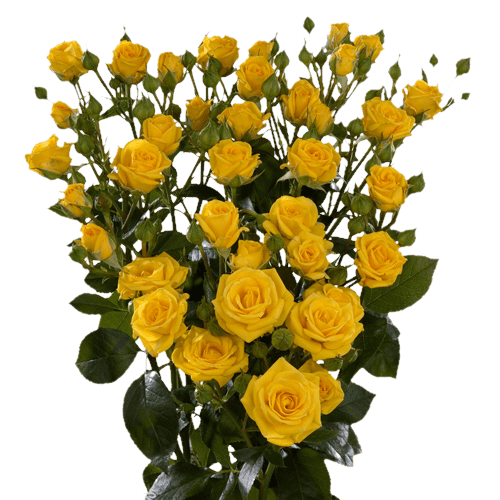 Bunch Of Yellow Roses PNG Photos