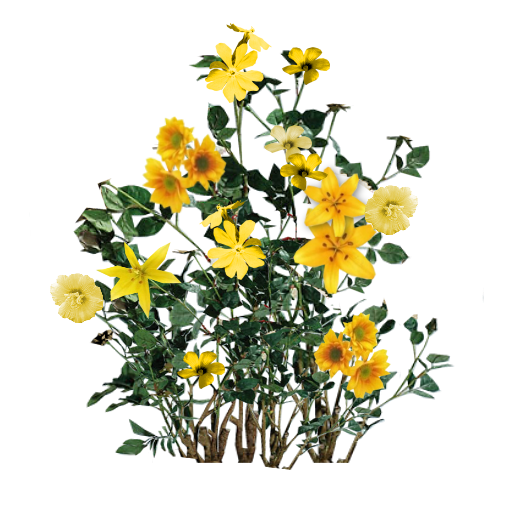 Bunch Of Yellow Roses Transparent Images