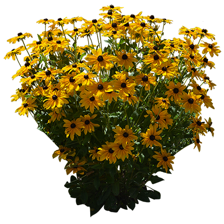 Bunch Of Yellow Roses Transparent PNG