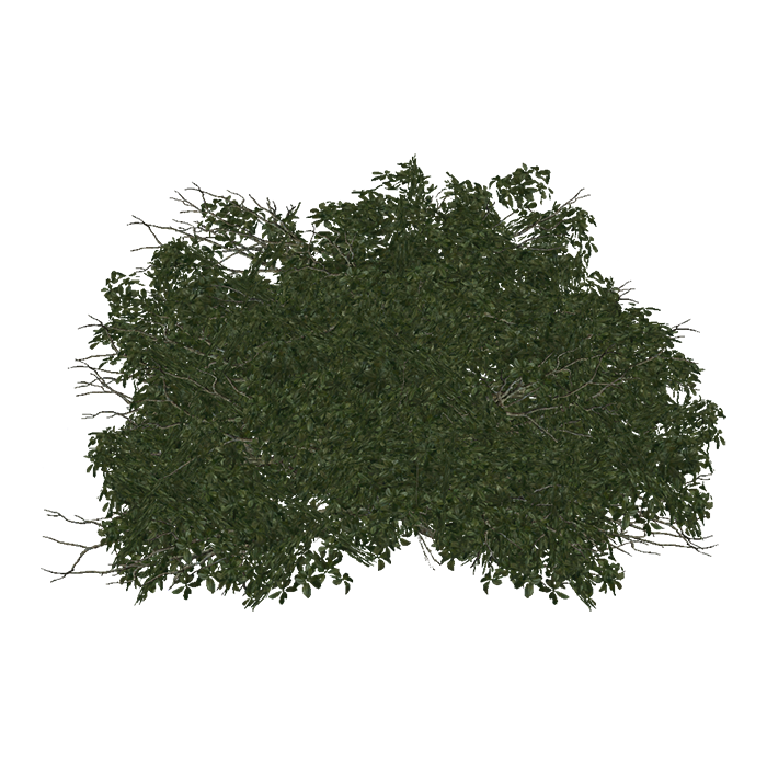 Bush Dark Green PNG Clipart Background