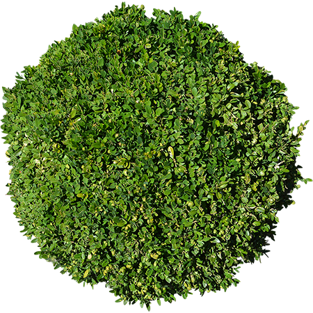 Bush Round PNG Clipart Background