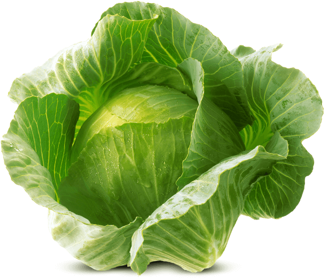 Cabbages PNG Clipart Background