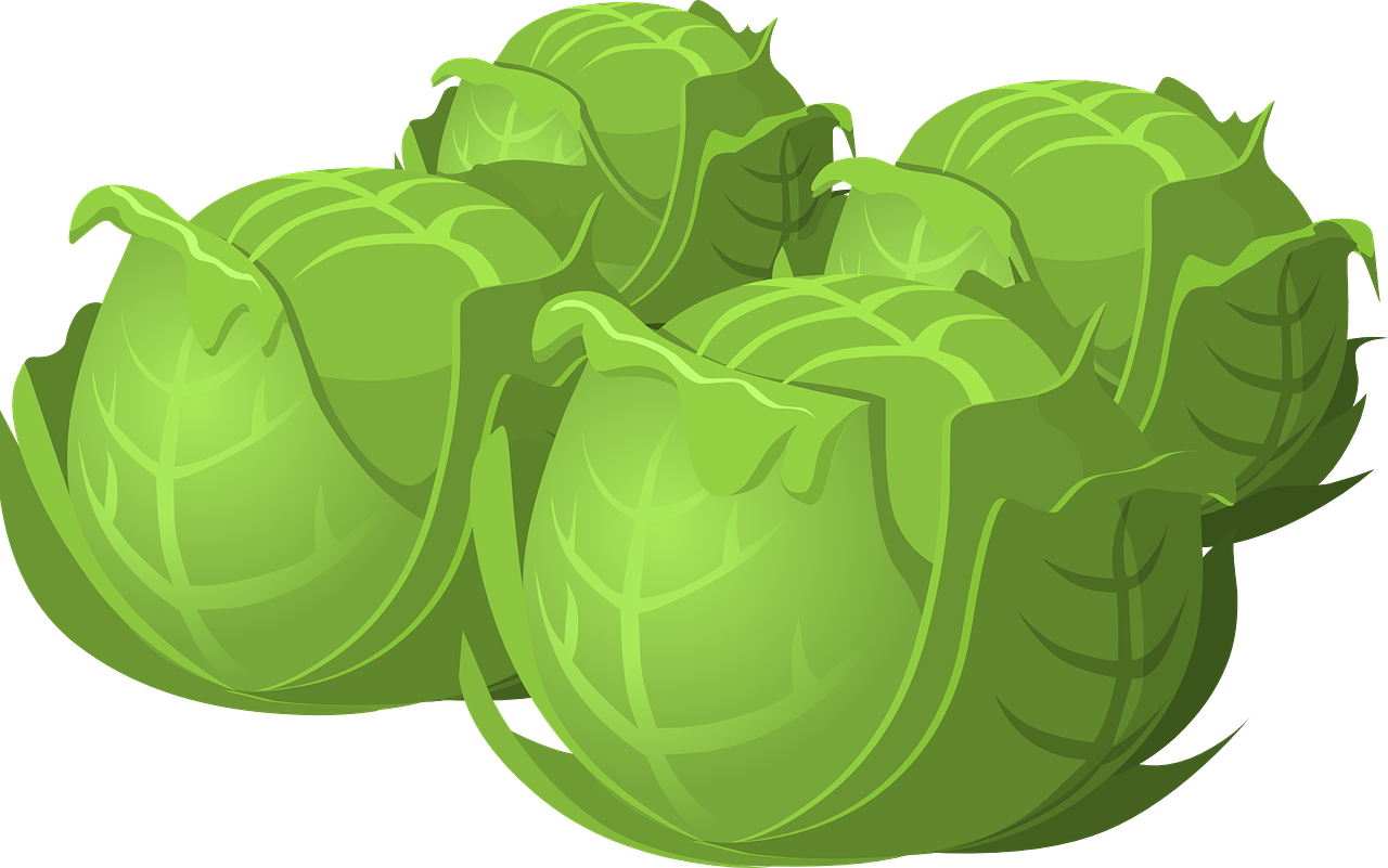 Cabbages Transparent Free PNG