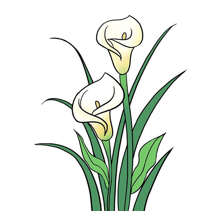 Calla Flower Drawing Free PNG