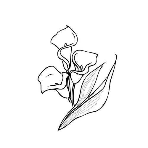Calla Flower Drawing PNG Images HD