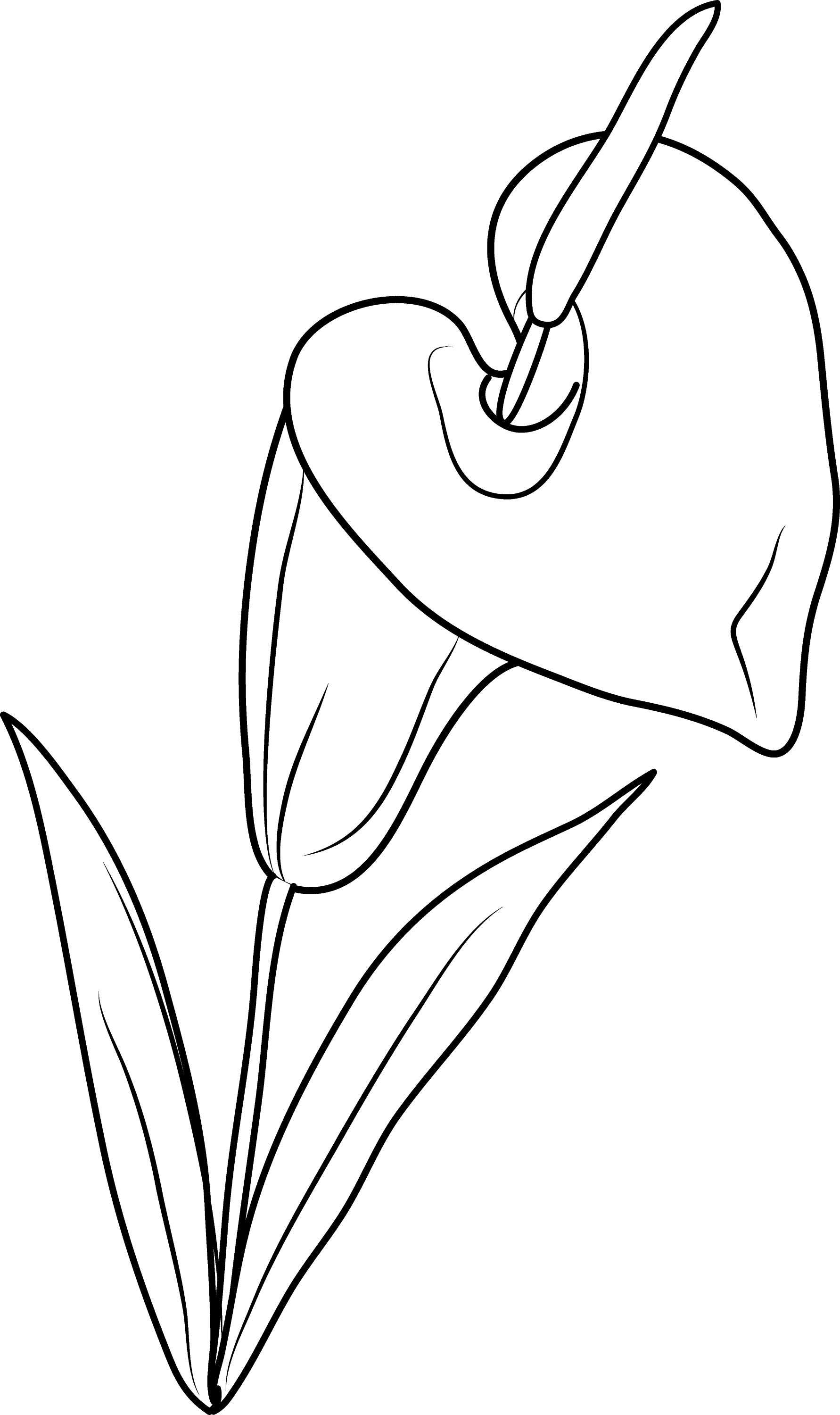 Calla Flower Drawing PNG Photos