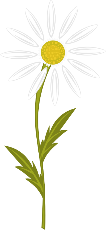 Camomile Background PNG Image