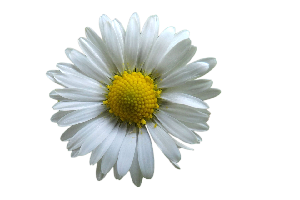 Camomile Background PNG
