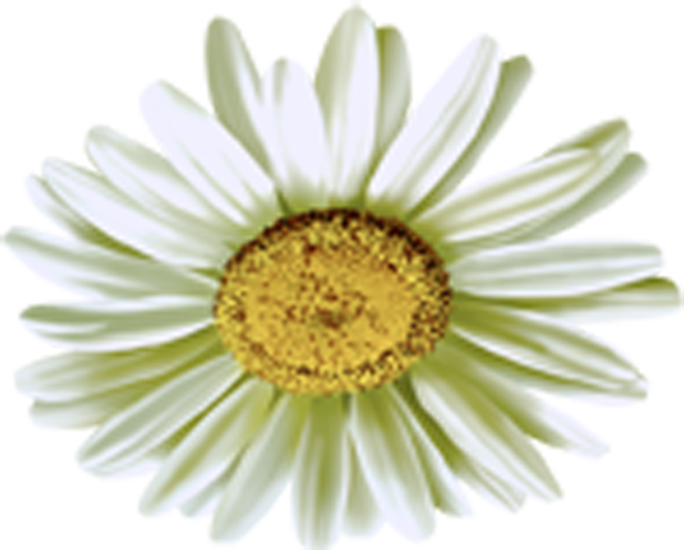 Camomile Download Free PNG