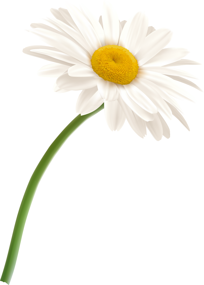 Camomile PNG Clipart Background
