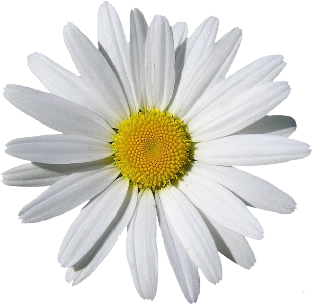 Camomile PNG Free File Download
