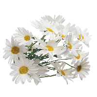Camomile PNG HD Quality